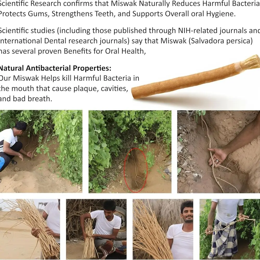Natural Miswak Toothbrush Sticks – Eco-Friendly Soft Bristle Siwak Toothbrush | No Toothpaste Needed | Sustainable Oral Care for Fresh Breath & Healthy Teeth